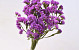 Statice Sinuata Lilac-Pink