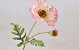 Artificial Poppy Flower Pink 65cm 