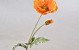 Artificial Poppy Flower Orange 65cm 