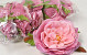 Peony D13cm Pink