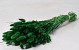 Lagurus Green 75cm