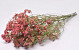 Limonium Peach Pink 70cm