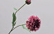 Dahlia Spray Mauve 64cm