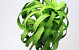 Foam Plant 50cm groen