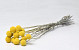 Craspedia Jaune 10pcs 40cm