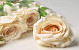 Artificial Rose Shell White D10cm 