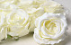 Artificial Rose Cream D10cm