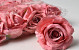 Artificial Rose Old Pink D10cm 