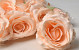 Artificial Rose Peach D10cm 