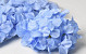 Artificial Hydrangea Head Light Blue D16cm