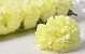 Dianthus Jaune Artificielle D9cm