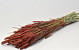 Triticum Red Brown (wheat) 70cm