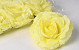 Artificial Rose Yellow D15cm