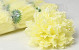 Artificial Dahlia Yellow/Cream D16cm 