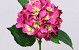 Hortensia 52cm donker roze