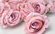 Artificial Rose Soft Pink D10cm