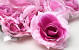 Artificial Rose Pink D11cm