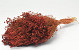 Broom Bloom Rusty Red 50cm