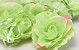 Artificial Rose Green D11cm