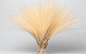 Stipa Penata 50cm, bundle of 50 tufts