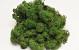 Reindeer Moss Moss Green 40g.