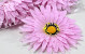 Artificial Gerbera Pink D15cm