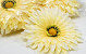 Artificial Gerbera Yellow D15cm