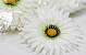 Kunst Gerbera Wit D15cm