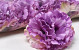 Artificial Carnation Violet D9cm