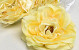 Artificial Peony Yellow D13cm