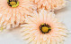 Künstliche Gerbera Pfirsch D15cm