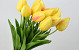 Tulipe Jaune 50cm 