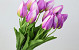 Tulp Lila 50cm