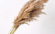 Pampas gras 100cm 10St.