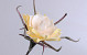 Foam Flower 65cm Yellow