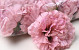 Artificial Carnation Pink D9cm 