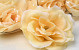 Artificial Rose Soft Yellow D10cm 