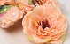 Artificial Peony Peach D13cm