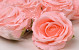 Artificial Rose Pink D10cm