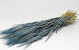 Barley Blue 70cm