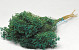 Broom Bloom Emerald Green 50cm