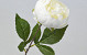 Artificial Peony White 42cm 