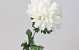 Chrysanthème artificiel Blanc 52cm 