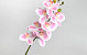 Künstliche Orchidee Rosa/Creme 73cm 