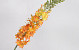 Artificial Foxtail lily romance 106cm