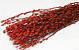 Chatons de Saule 70cm Rouge 50pcs