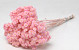 Helichrysum Immortelle 30cm Pink