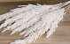 Erianthus Bleached 10pcs 110cm