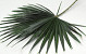 Feuille de Washingtonia 75cm