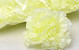 Artificial Carnation Yellow/Cream D9cm 